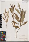 Foto von Salix fragilis L.